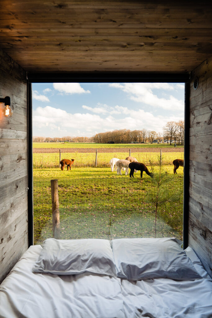 In de Hei Tiny House Alpaca Brabant